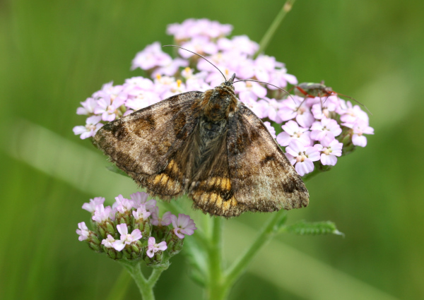 Doublure jaune (Euclidia glyphica) Etang du Louroux - 37 &copy; Nicolas Macaire / LPO